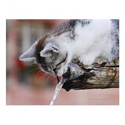 Kitten Drinking from Water Fountain Postcard