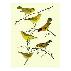 Yellow birds Postcard