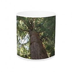 Giant Redwood Sequoia Treetop Magic Mug