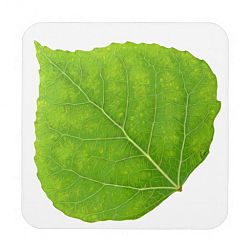 Green Aspen Leaf #11 Coaster