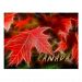 Canada Maple Leaf Card! Postcard
