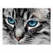 A-PAL - Silver Tabby Cat with Blue Eyes Close Up Postcard