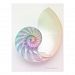 Artistic coloured nautilus image Postcard