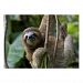 A young brown-throated three-toed sloth Poster