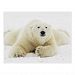 Polar bear lying in snow Postcard