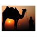 A camel sillhoute Postcard