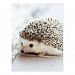 Cute Baby Hedgehog Postcard