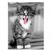 Funny Kitten With Tongue Hanging Out Postcard