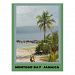 Palm Tree, Montego Bay Jamaica June 2011 Postcard