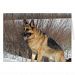 GSD in Winter Snow Card