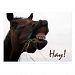 Funny Horse: Hay! Postcard