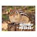 Greetings from the Poconos! Adorable Fat Chipmunk Postcard