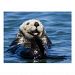 California Sea Otter Enhydra lutris) grooms Postcard