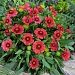 50 Seeds Gaillardia Arizona Red Shades Blanket Flower Garden Starts Nursery by morebargins_com