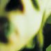 Pisces Iscariot (Deluxe Edition 2CD + DVD + MC)