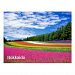 Hokkaido Japan nature Furano flower fields photo Postcard