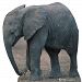 Advanced Graphics 224 Elephant Life-Size Cardboard Stand-Up