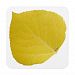 Yellow Aspen Leaf #5 Beverage Coaster