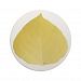 Yellow Aspen Leaf #5 Sandstone Coaster