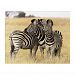 Grooming zebras Acrylic Wall Art