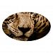 Jaguar Water Stalking Eyes Menacing Fearsome Male Oval Sticker