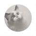 Black And White Kitten Portrait Sandstone Coaster
