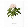 Peonia albiflora Postcard