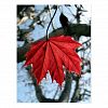 Canadian Maple Leaf Postcard