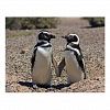 Penguin couple 2 Postcard