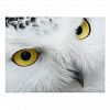 Snow Owl Post Card