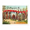 Greetings From The Redwoods of California Postcard