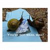 You've got snail mail Postcard