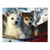 Siberian husky puppies, Yukon Territory, Canada Postcard