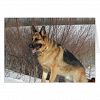 GSD in Winter Snow Card