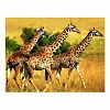 Giraffes Postcard