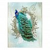 peacock beautiful turquoise vintage shabby bird Postcard
