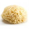 Bellini Sea Sponge Honeycomb Medium