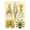 Vintage Octopus Squid Gamochonia by Ernst Haeckel Postcard