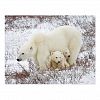 Polar Bears female and Two cubs Postcard