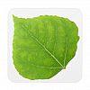 Green Aspen Leaf #11 Coaster
